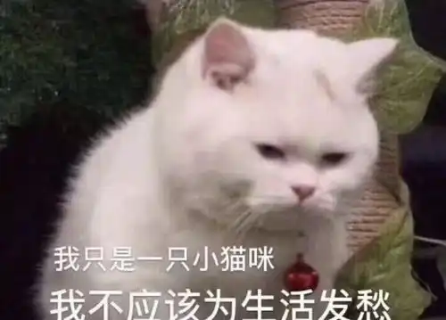  星姐们囤口罩了吗