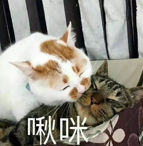  新手攻略你家猫喝的每一口奶都是在浪费钱
