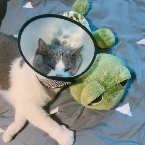  小暖爱萌宠带上这个之后,小猫一脸生无可恋的表情