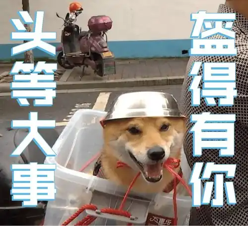  笑出声大爷给柴犬狗子带上了戴铁盆头盔,秒变表情包