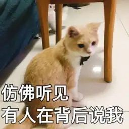  可买猫咪的表情包斗图专用