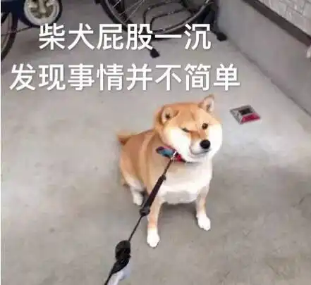柴犬表情包图片在干嘛