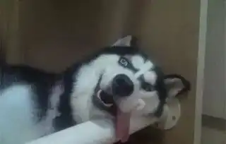  汪讲道理,任何不说一声就抓拍的行为都是耍流氓