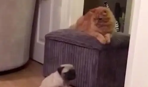  狗狗当着猫咪的面,上演一出崴脚猫步秀,猫咪动怒后的表情绝了