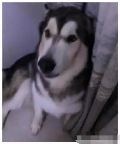  二哈趁主人外出时,把吃的搬到主人床上,被抓后这表情亮了