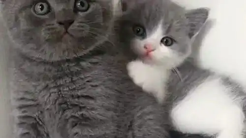  后面的小奶猫是母的,紧紧依偎在哥哥的后面,表情太可爱了