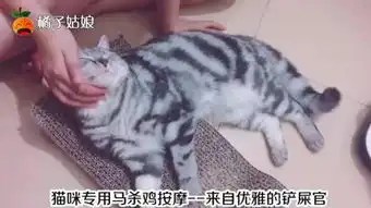 下班回家,给猫咪全身按摩,看着小猫咪舒服的表情,心里好开心 下班回家,给猫咪全身按摩,看着小猫咪舒服的表情,心里好开心