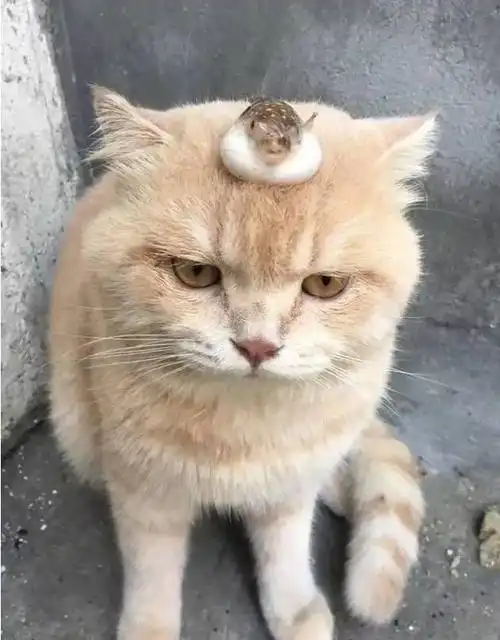  猫咪被打的时候,除了报复你,还会这样想