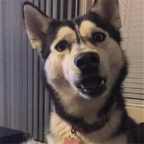  表情爆笑萌宠表情包狗界男神告白画风奇特,一大口亲亲上线腾讯网qq.com表情