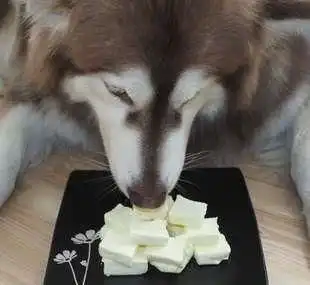  身为养狗人,谁的手机没有几张,狗狗沙雕表情包呢