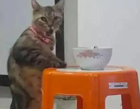  原来表情帝不仅只有哈士奇,猫咪偷吃被发现,这表情也是醉了