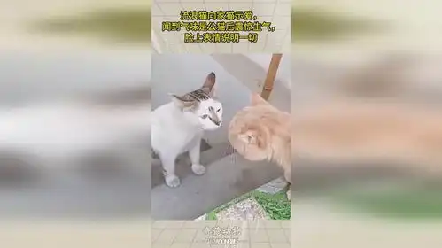  流浪猫向家猫示爱,闻到气味是公猫后震惊生气,脸上表情说明一切