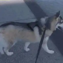  自从养了哈士奇,秀恩爱都不敢当着它的面