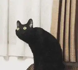 猫沙雕表情包黑猫