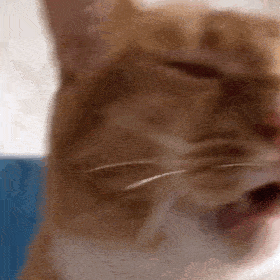  历史回顾网红猫咪沙雕猫咪敦敦表情包一
