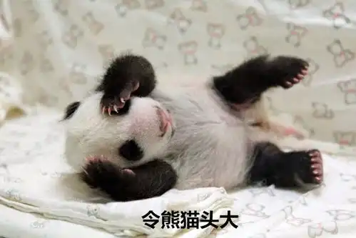  大熊猫教孩子爬树,却成大型翻车现场,终于知道为什么数量稀少了