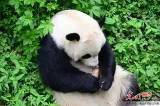 大熊猫怀抱犀牛显爱心 大熊猫怀抱犀牛显爱心