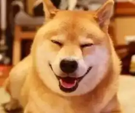  哈士奇被嫌弃,柴犬的时代正式到来