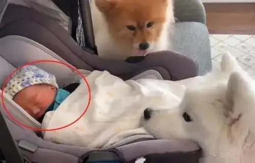  女主人生了宝宝,博美萨摩不同的反应,大白狗的行为暖哭了