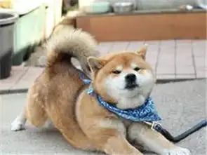 柴犬表情包图片狗子