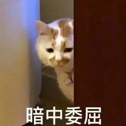 凤凰网梧桐汇商城不用app的智能宠物球,猫狗再也不孤单