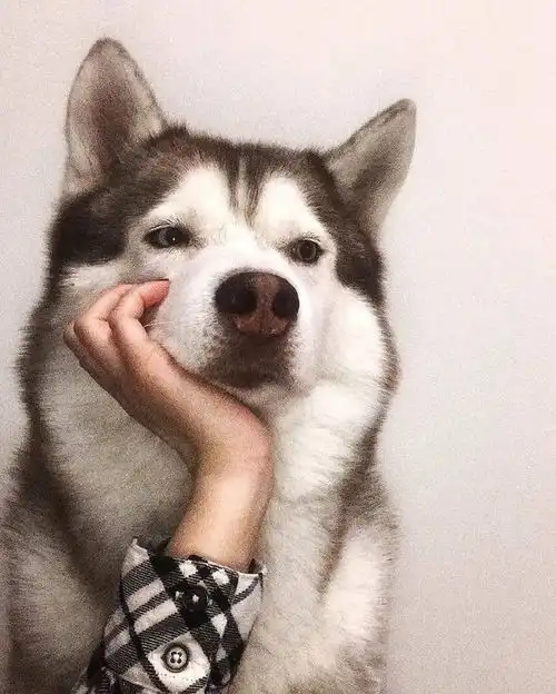  二哈这种神奇生物就爱看别人养太欢乐了,有莫有