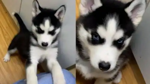  二哈想要上床被主人拦下,满脸不服惹网友爆笑就差开口骂人了