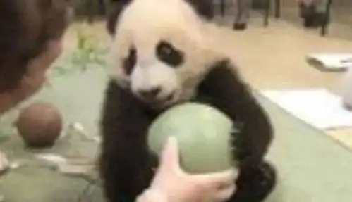  饲养员拿走熊猫的球,不料熊猫直接变脸,看完下一秒表情忍住别笑