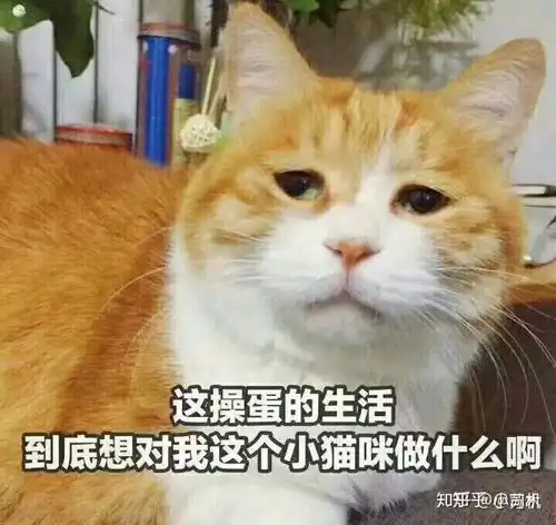 猫咪冲刺表情包凡尔赛