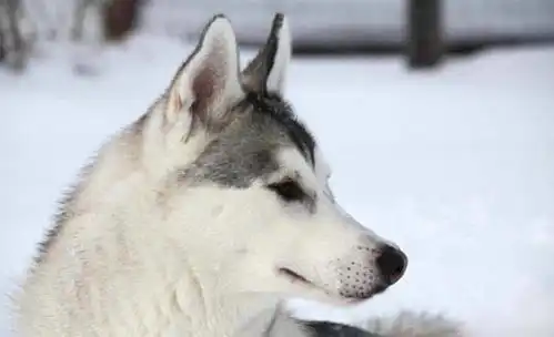  二哈作死去挑战蜜蜂,没想到嘴巴被叮成包子,委屈表情引人爆笑