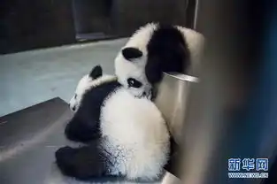 探访澳门大熊猫家族一家其乐融融 探访澳门大熊猫家族一家其乐融融