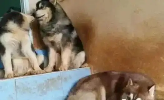  两只阿拉斯加公然秀恩爱,旁边的哈士奇表情太逗了