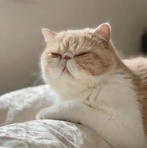  颜值一点也不输布偶猫的加菲猫,表情实在太可爱了,好想抱走它