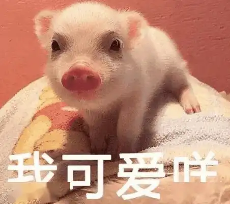  平湖的黄金价格创8年来历史新高,但猪肉却一路降降降...