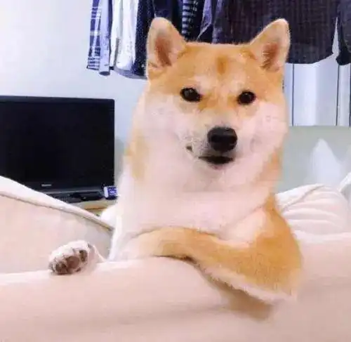 甜蜜情话微信表情包柴犬