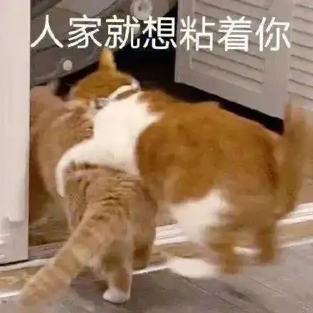  你好坏我好爱丨第826期喵表情包