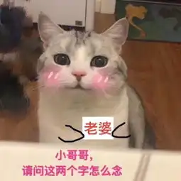 谢谢猫咪表情包大全