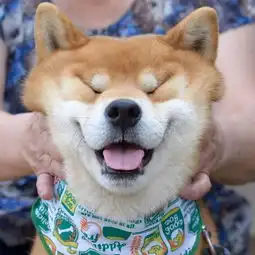  趣图柴犬真的太萌啦,这组素材目测会被做成表情包吧