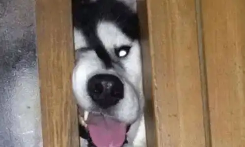  为何狗狗总爱跟你上厕所,蕴含的6个原因,怕你偷吃算一个