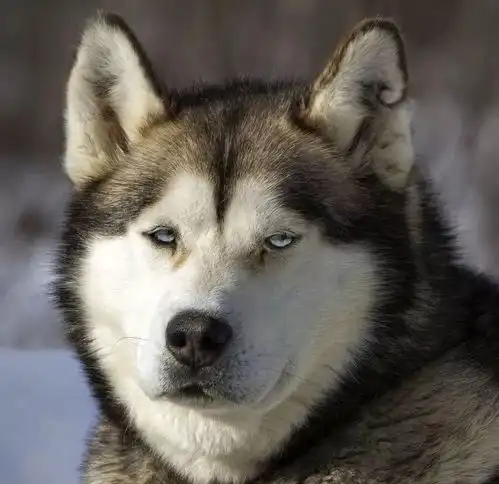  华哥投资笔记大厂的股价又要跌了