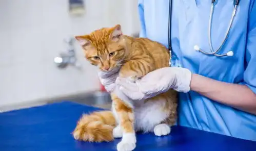  猫正常多久吐一次毛球,猫每年正常吐毛球的时间