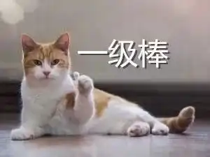 猫咪冲刺表情包猫咪