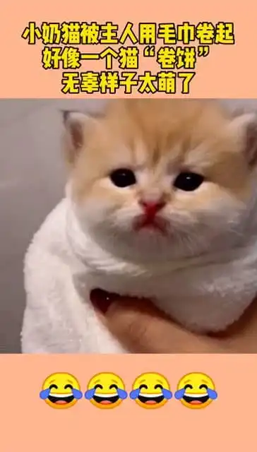  小奶猫被主人用毛巾卷起,好像一个猫卷饼,无辜的样子太萌了