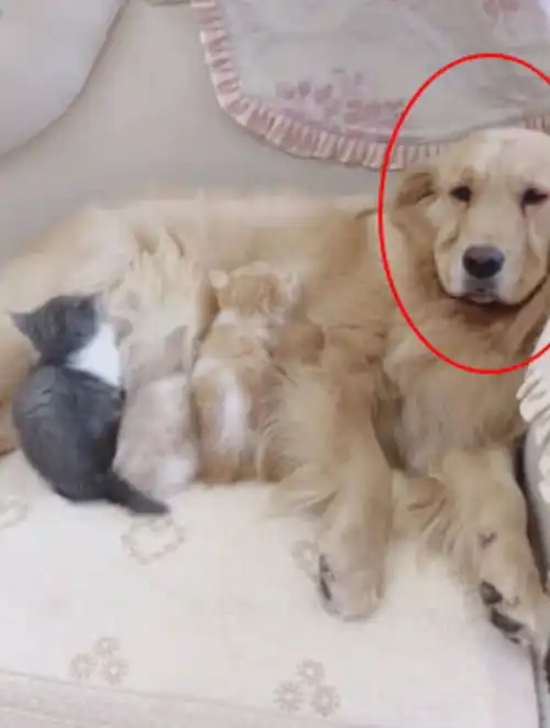 自从猫妈生下一窝孩子,苦逼金毛成了猫保姆,看到这幕主人笑了