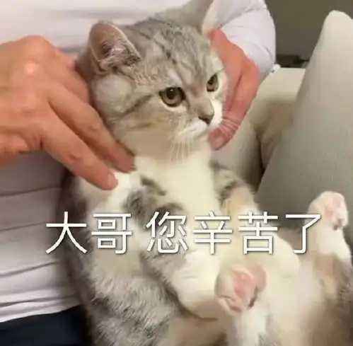  表情包大哥您辛苦了
