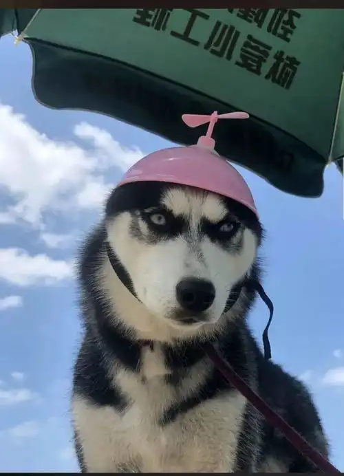  笑出声大爷给柴犬狗子带上了戴铁盆头盔,秒变表情包