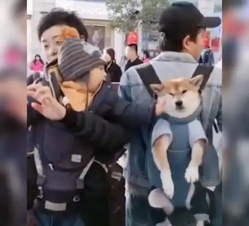  爸,他扒拉我萌娃路遇宠物狗忍不住上手,狗子的表情太无辜