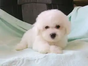  高品质精品卷毛比熊幼犬狗狗包纯种健康宠物狗