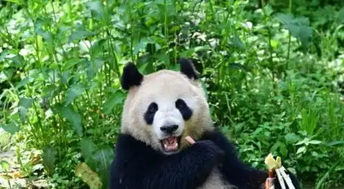 标题熊猫宝宝迎来美国新生活 标题熊猫宝宝迎来美国新生活