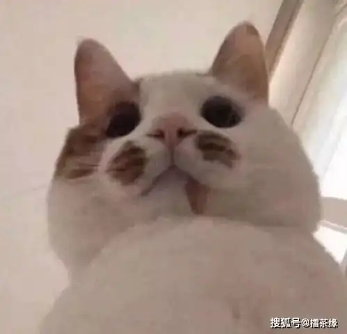  记者碰倒奢侈名酒后徒手接住,这出手速度什么水平